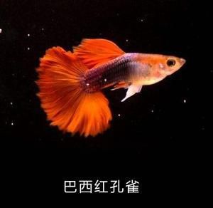 觀賞魚可以快遞回家嗎視頻（觀賞魚可以快遞回家嗎） 過濾設(shè)備 第4張