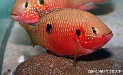 紅寶石觀賞魚能長多大（紅寶石觀賞魚混養(yǎng)指南：紅寶石觀賞魚的飼養(yǎng)技巧） 貓貓 第3張