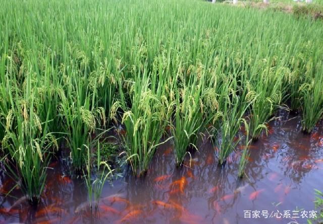 稻田養(yǎng)魚的好處（現(xiàn)代稻田養(yǎng)魚的優(yōu)勢） 招財(cái)戰(zhàn)船魚 第1張