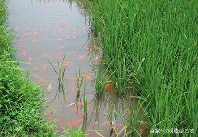 稻田養(yǎng)魚的好處（現(xiàn)代稻田養(yǎng)魚的優(yōu)勢） 招財(cái)戰(zhàn)船魚 第2張