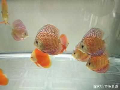 觀賞魚的魚食（如何選擇觀賞魚食品牌）