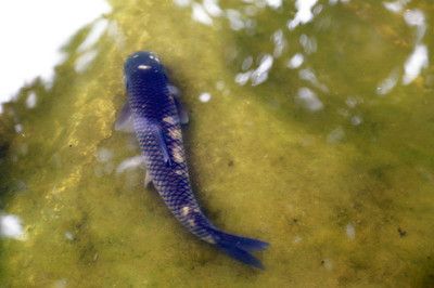 草魚觀賞魚是產(chǎn)卵還是產(chǎn)小魚（草魚和觀賞魚的繁殖方式） 速倍妥 第1張