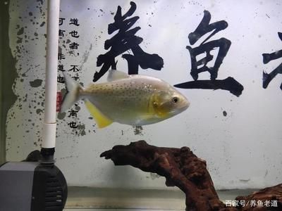 觀賞魚混養(yǎng)魚最佳搭配技巧（混養(yǎng)觀賞魚的技巧） 熱帶魚魚苗批發(fā) 第3張