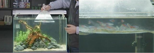 觀賞魚互動（如何提高觀賞魚的互動性） 野彩魚 第1張