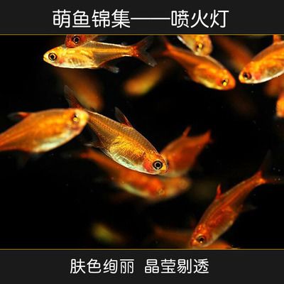 觀賞魚群魚有哪些種類（觀賞魚種類大全及觀賞魚種類大全及觀賞魚種類大全） 廣州龍魚批發(fā)市場 第1張