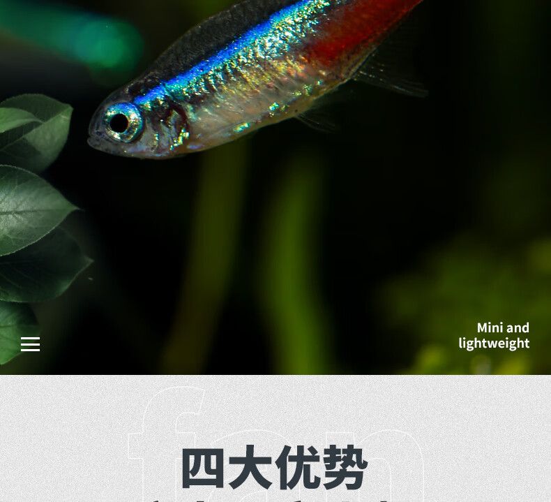 觀賞魚群魚有哪些種類（觀賞魚種類大全及觀賞魚種類大全及觀賞魚種類大全） 廣州龍魚批發(fā)市場 第3張