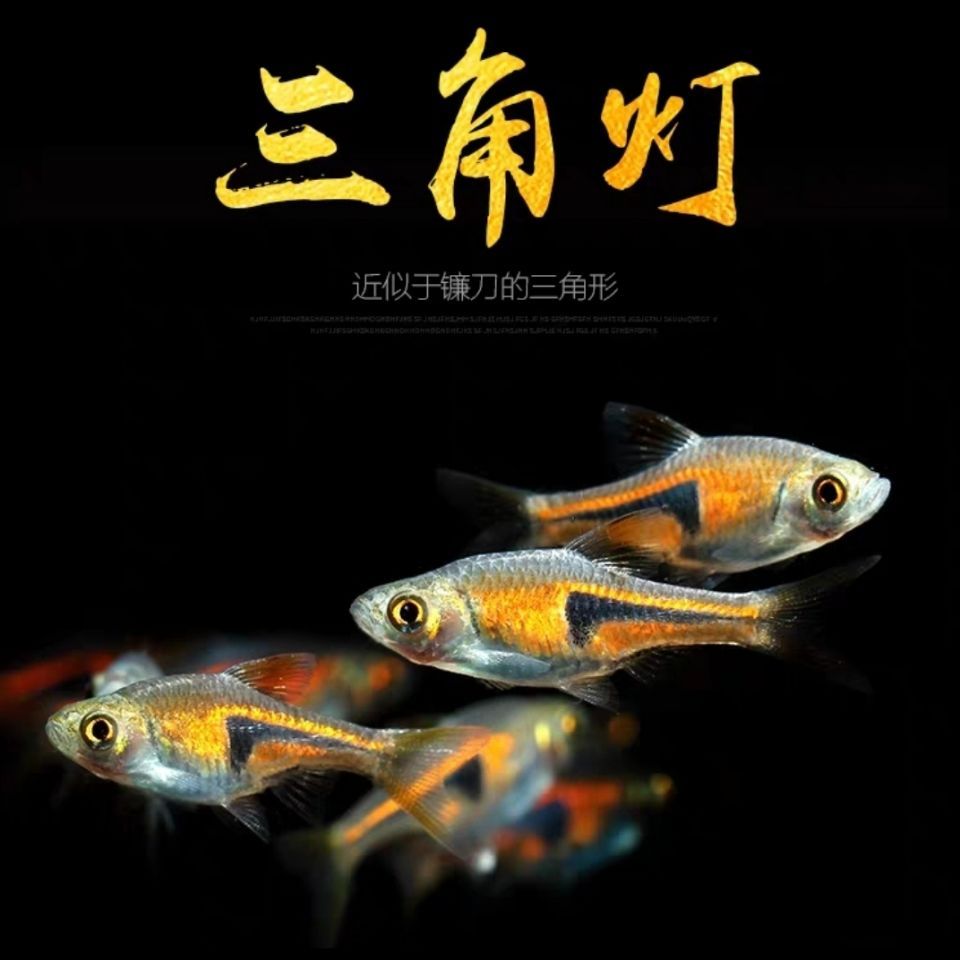 觀賞魚群魚有哪些種類（觀賞魚種類大全及觀賞魚種類大全及觀賞魚種類大全） 廣州龍魚批發(fā)市場 第4張