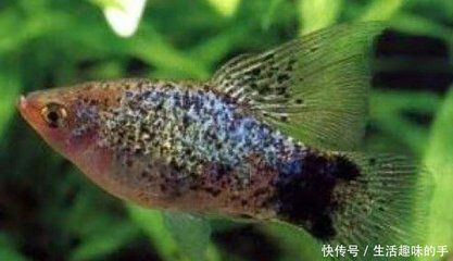 觀賞魚什么時(shí)候繁殖（關(guān)于觀賞魚繁殖的一些詳細(xì)信息） 帝王迷宮魚 第1張