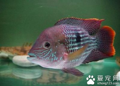 皇冠魚水溫多少度（皇冠魚的飼養(yǎng)技巧） 銀古魚苗 第1張