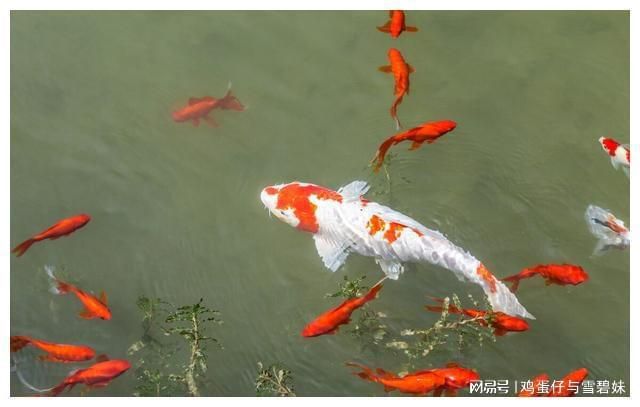 公園的觀賞魚可以吃嗎視頻（公園中的觀賞魚可以食用嗎） 圣菲埃及魚 第1張