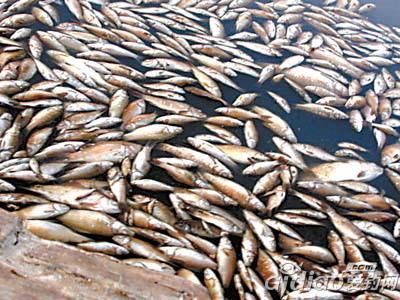 公園的觀賞魚可以吃嗎視頻（公園中的觀賞魚可以食用嗎） 圣菲埃及魚 第4張