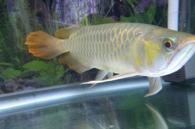 紅龍魚(yú)最貴的一條多少錢(qián)（最昂貴的紅龍魚(yú)價(jià)格是多少，最貴的一條售價(jià)是多少） 水族問(wèn)答