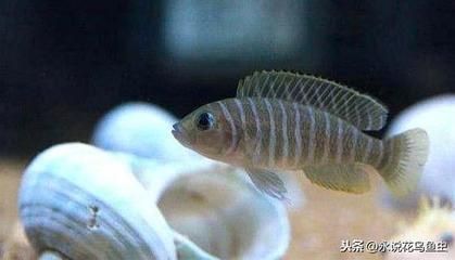 觀賞魚熱門排行榜最新（2018觀賞魚熱門排行榜） 黑影道人魚 第4張