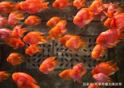 財神鸚鵡魚吧（關(guān)于財神鸚鵡魚的一些介紹）