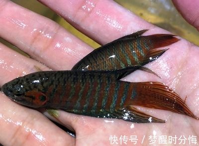 觀賞魚出售平臺有哪些（水族電商發(fā)展歷程） 黃金河虎魚 第2張