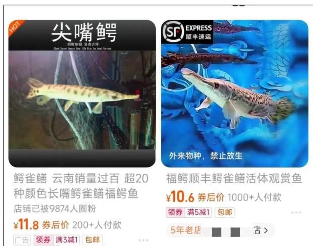 觀賞魚出售平臺有哪些（水族電商發(fā)展歷程） 黃金河虎魚 第3張