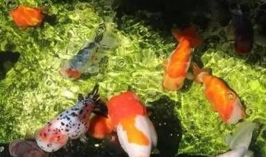 觀賞魚飄在水面上怎么辦（觀賞魚飄在水面上可能由多種原因引起觀賞魚的飼養(yǎng)誤區(qū)） 魚缸水質(zhì)穩(wěn)定劑 第3張