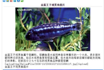 觀賞很小長(zhǎng)尾巴的魚(yú)是（熱帶魚(yú)的世界之旅）