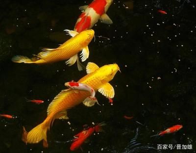 剛買(mǎi)回來(lái)的觀賞魚(yú)（剛買(mǎi)回來(lái)的觀賞魚(yú)需要經(jīng)過(guò)一系列的處理處理才能更好地適應(yīng)新環(huán)境）