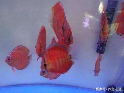 觀賞魚七彩神仙怎么養(yǎng)（七彩神仙魚的飼養(yǎng)技巧）