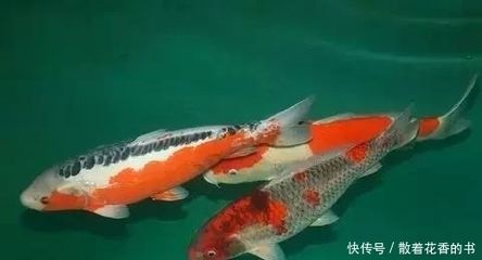 觀賞魚幾天喂一次魚食（如何判斷觀賞魚的喂食頻率） 廣州孟吉爾 第3張