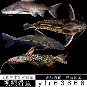 大型觀賞魚視屏（大型觀賞魚視頻對不起，由于搜索結果的時間限制）