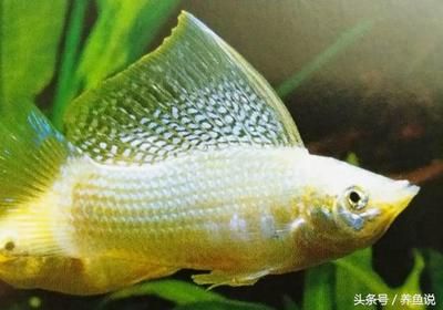 大型觀賞魚視屏（大型觀賞魚視頻對不起，由于搜索結果的時間限制）