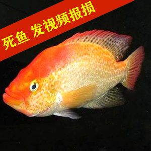 大型觀賞魚視屏（大型觀賞魚視頻對不起，由于搜索結(jié)果的時間限制） 黃金招財貓魚 第4張