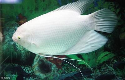 觀賞魚食物（觀賞魚的食物類型及其特點）