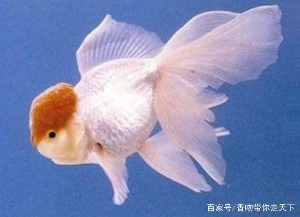 白色金魚（如何飼養(yǎng)白色金魚）