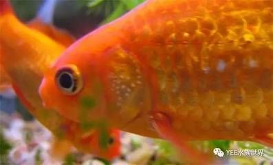 白色金魚（如何飼養(yǎng)白色金魚）