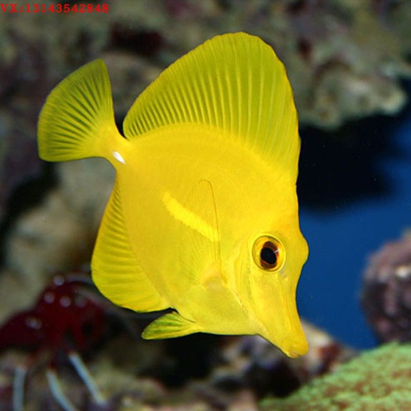 觀賞魚海魚種類有哪些名稱（海水觀賞魚的起源與分布） 羅漢魚 第4張