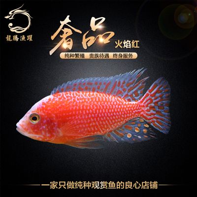 觀賞魚店鋪介紹怎么寫好（探索水族館設(shè)計(jì)的創(chuàng)新思路水族館設(shè)計(jì)的創(chuàng)新思路包括） 沖氧泵 第2張