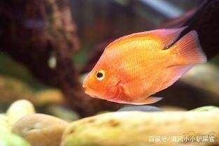 各種觀賞魚有寓意嗎（觀賞魚的寓意你知道多少？） 白子銀版魚苗 第1張