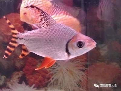 各種觀賞魚有寓意嗎（觀賞魚的寓意你知道多少？） 白子銀版魚苗 第4張