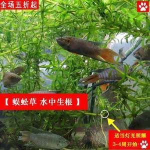 觀賞魚能不能喂豬肉（觀賞魚可以喂豬肉嗎？） 養(yǎng)魚知識 第4張