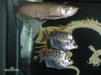 觀賞魚食用魚（觀賞魚與食用魚的區(qū)別） 魚缸等水族設(shè)備 第1張