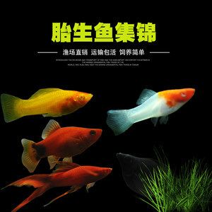 觀賞魚場經(jīng)營范圍（昆明鑫澤觀賞魚養(yǎng)殖有限公司） 觀賞魚魚苗 第3張