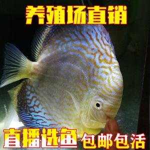 觀賞魚場經(jīng)營范圍（昆明鑫澤觀賞魚養(yǎng)殖有限公司） 觀賞魚魚苗 第2張