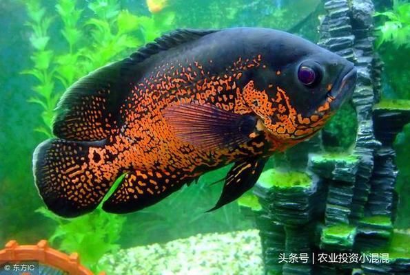 觀賞魚(yú)掙錢(qián)嗎能養(yǎng)活嗎（養(yǎng)殖觀賞魚(yú)的風(fēng)險(xiǎn)與對(duì)策）