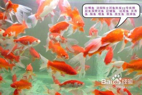 觀賞魚掙錢嗎能養(yǎng)活嗎（養(yǎng)殖觀賞魚的風(fēng)險與對策） 照明器材 第4張