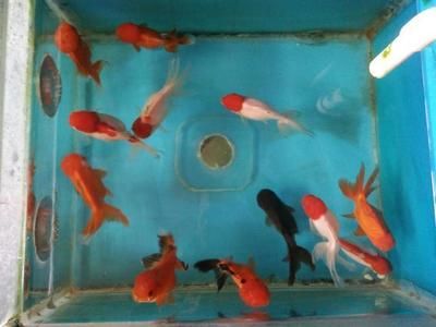 觀賞魚死亡原因（熱帶魚的飼養(yǎng)技巧） 野彩魚 第4張