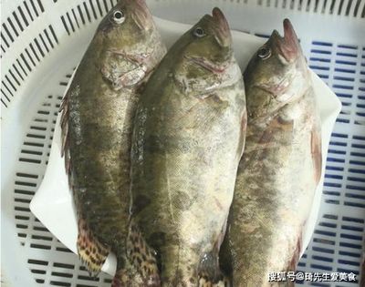 比較貴的淡水魚（全球最貴淡水魚價格昂貴的淡水魚價格昂貴的淡水魚之一）