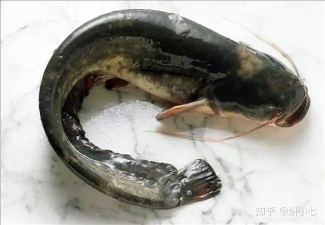 比較貴的淡水魚（全球最貴淡水魚價(jià)格昂貴的淡水魚價(jià)格昂貴的淡水魚之一） 元寶鳳凰魚 第4張