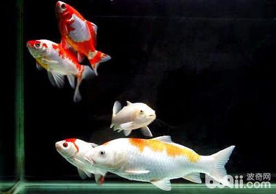 觀賞魚熱帶魚怎么養(yǎng)（養(yǎng)觀賞魚熱帶魚需要注意以下幾個方面） 博特水族 第4張