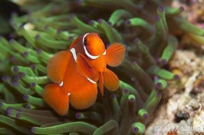 觀賞魚屬于動物嗎（觀賞魚是什么？） 元寶鯽 第1張