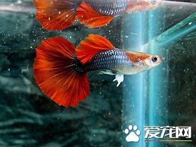 好養(yǎng)的觀賞魚熱帶（熱帶觀賞魚的起源與分類） 魚缸風(fēng)水 第1張