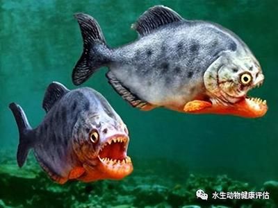 觀賞魚種類冷水魚和熱水魚的區(qū)別（冷水魚、熱帶魚、廣溫魚、廣溫魚的區(qū)別）