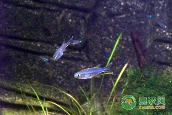 觀賞魚飄在水面（觀賞魚為什么會飄在水面）