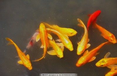 花錦鯉魚(yú)（錦鯉的品種及種繁多） 水族周邊 第1張